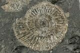 Dactylioceras Ammonite Fossil - Posidonia Shale, Germany #358340-1